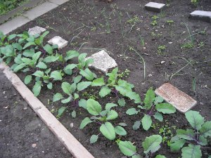 Bald sollen die ersten Pflanzen sprießen