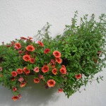 Petunien und Kräuter S.Heine