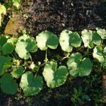 Hokkaido Pflanze S. Heine