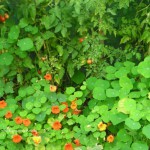 Kapuzinerkresse und Tomaten