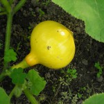 Hokkaido-Kürbis S.Heine