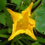 Zucchiniblüte