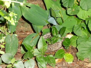 Igel unter Laub
