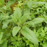 Beinwell an einem Bach