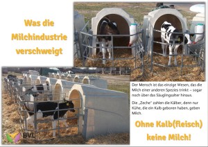 milchinfo-kaelber