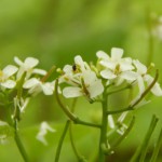 Blüte der Knoblauchrauke