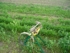 Radhacke Solawi Wildwuchs