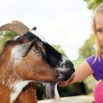 petting-zoo-412250_1920_