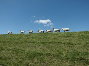 Andrea-Warum ich vegan lebe!